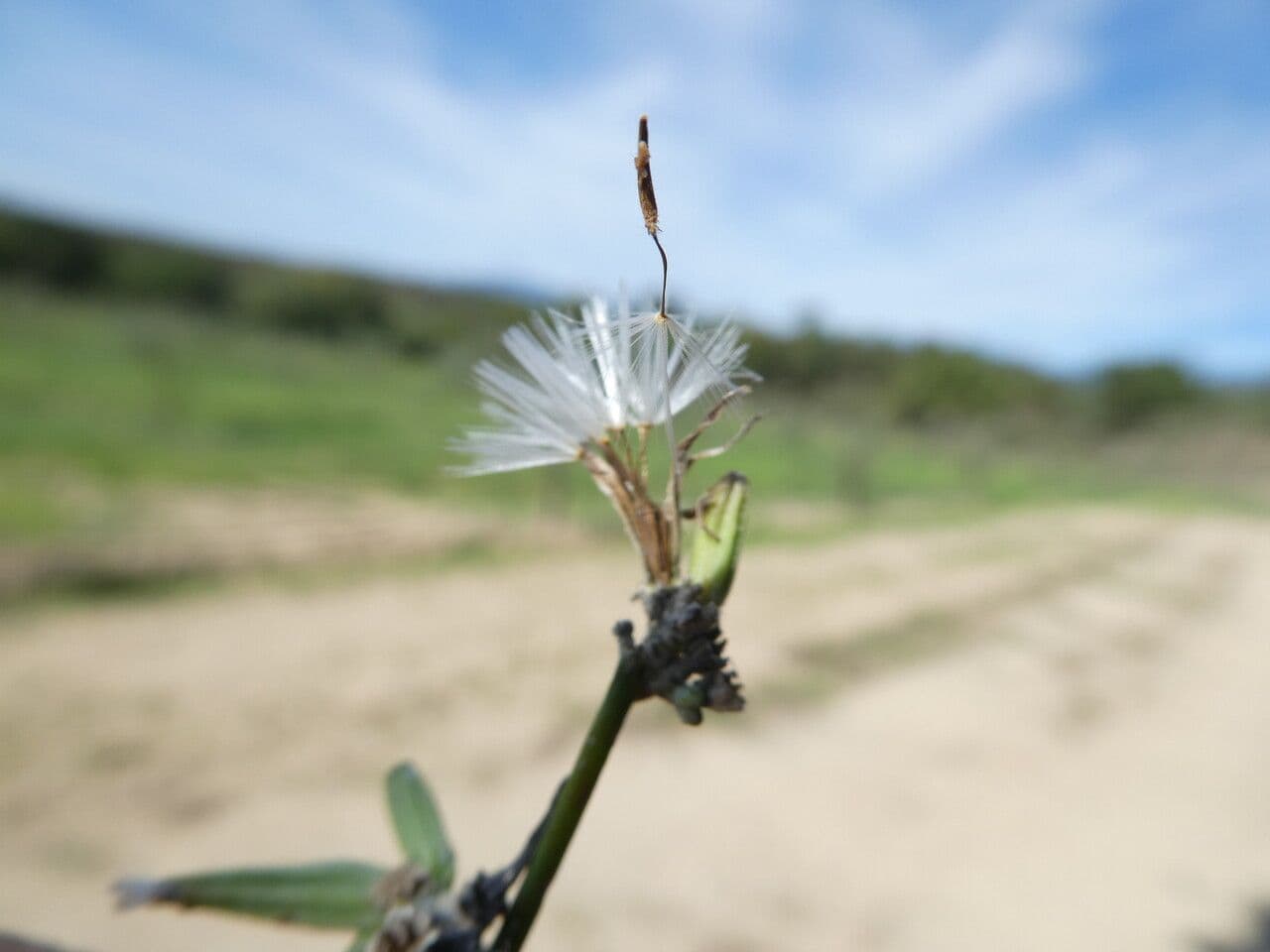 Lattughella 3