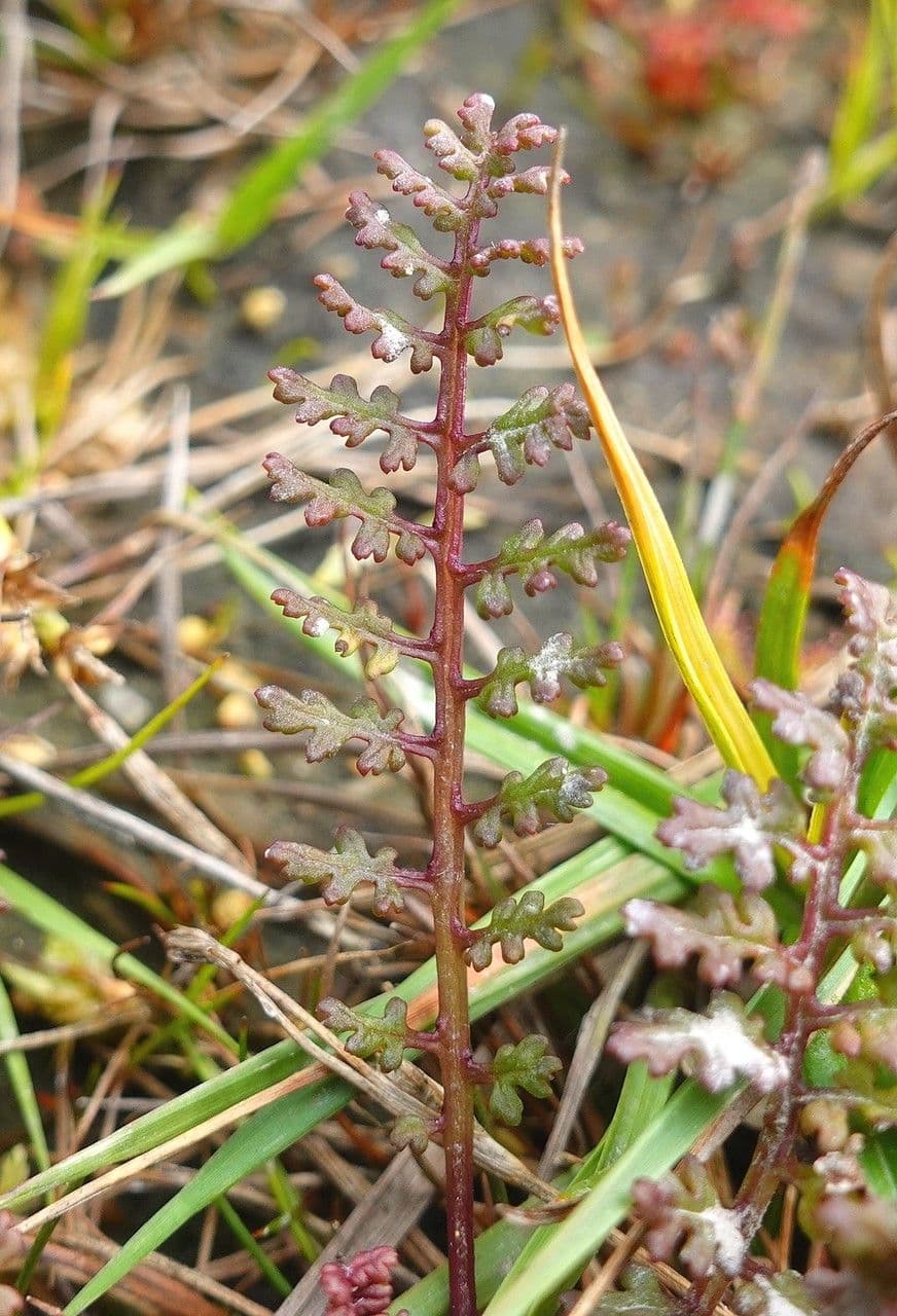 Pedicolare silvatica 19