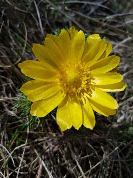 Adonide primaverile 6