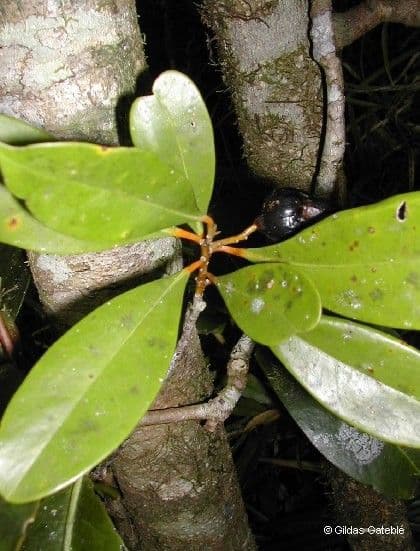 Cryptocarya 8