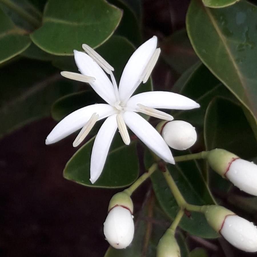 Coelospermum 7