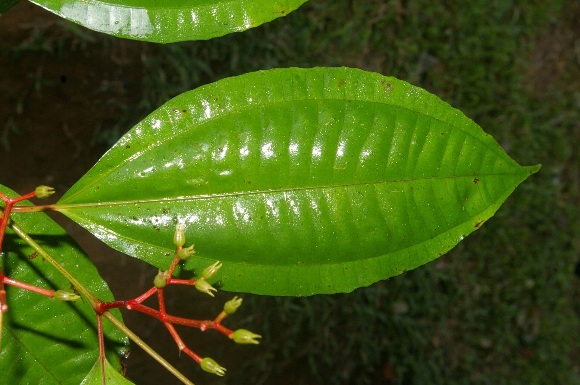 Miconia 12