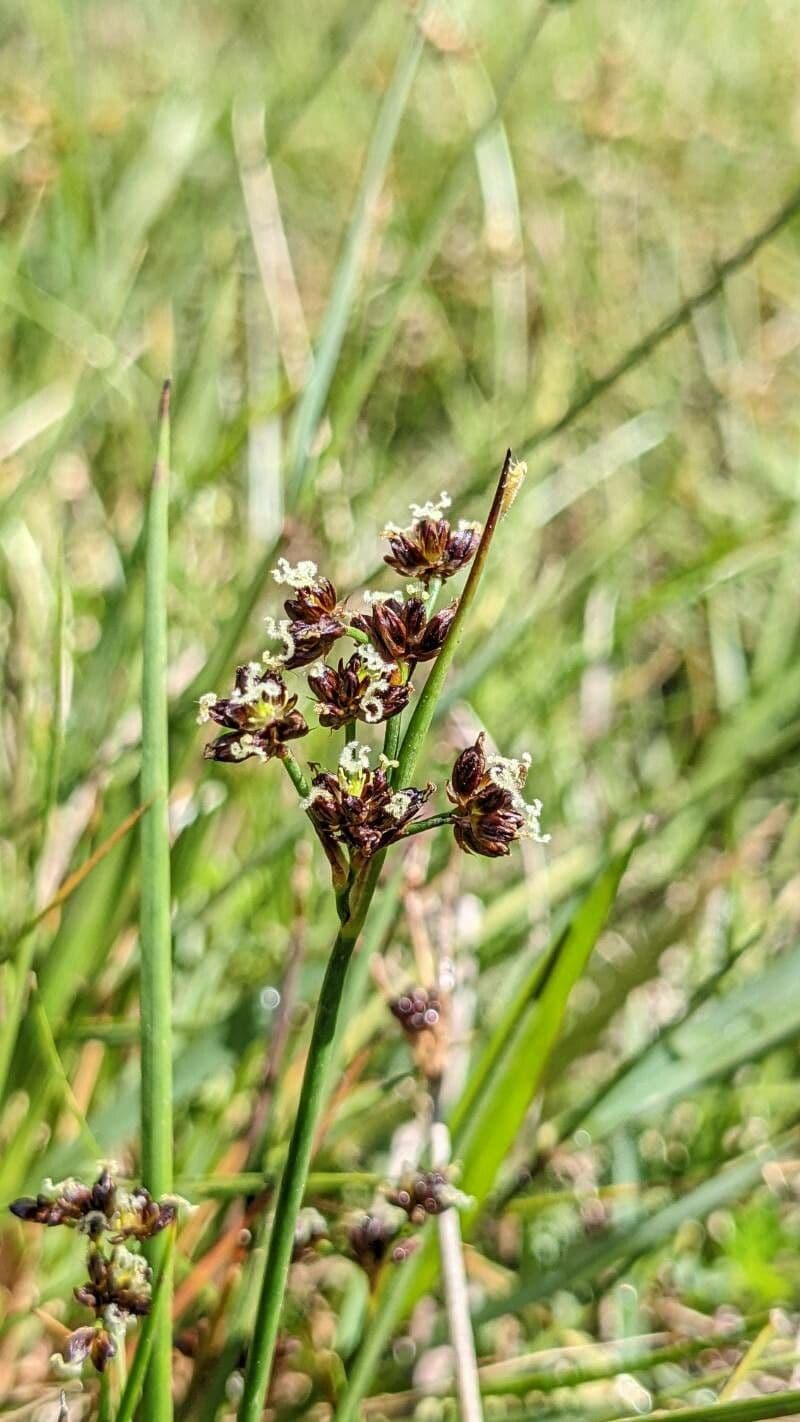 Alpen-Binse 9