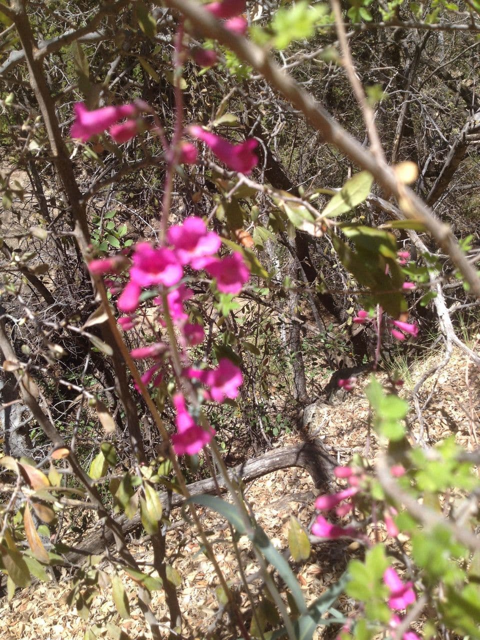 Penstemon di Parry 6