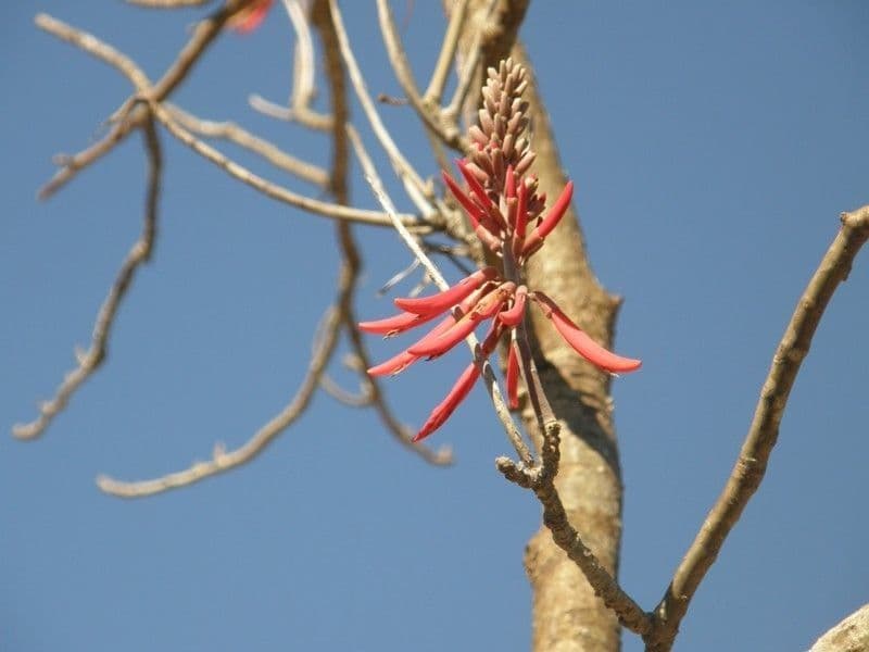 Erythrina 4