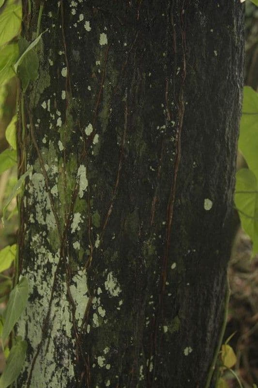 Sideroxylon sessiliflorum 7