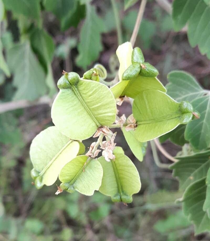 Serjania glabra