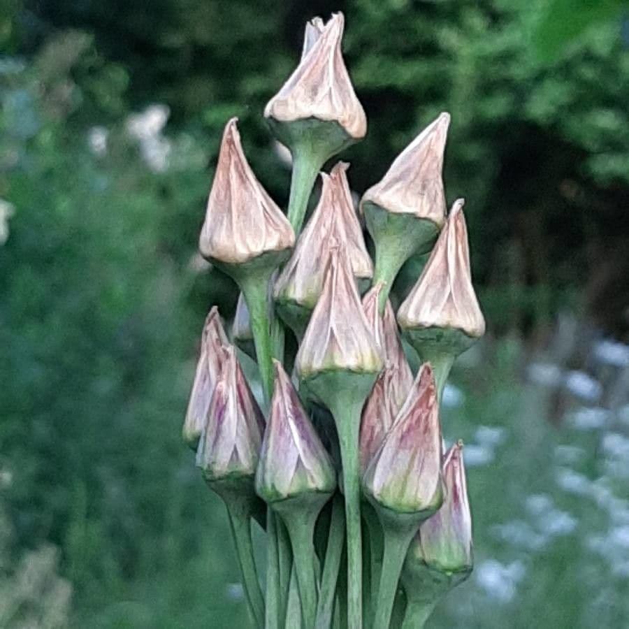 Ail de Sicile