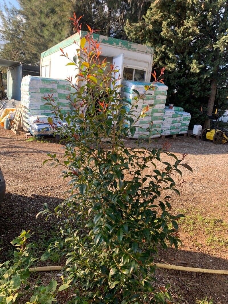 Syzygium paniculatum 12