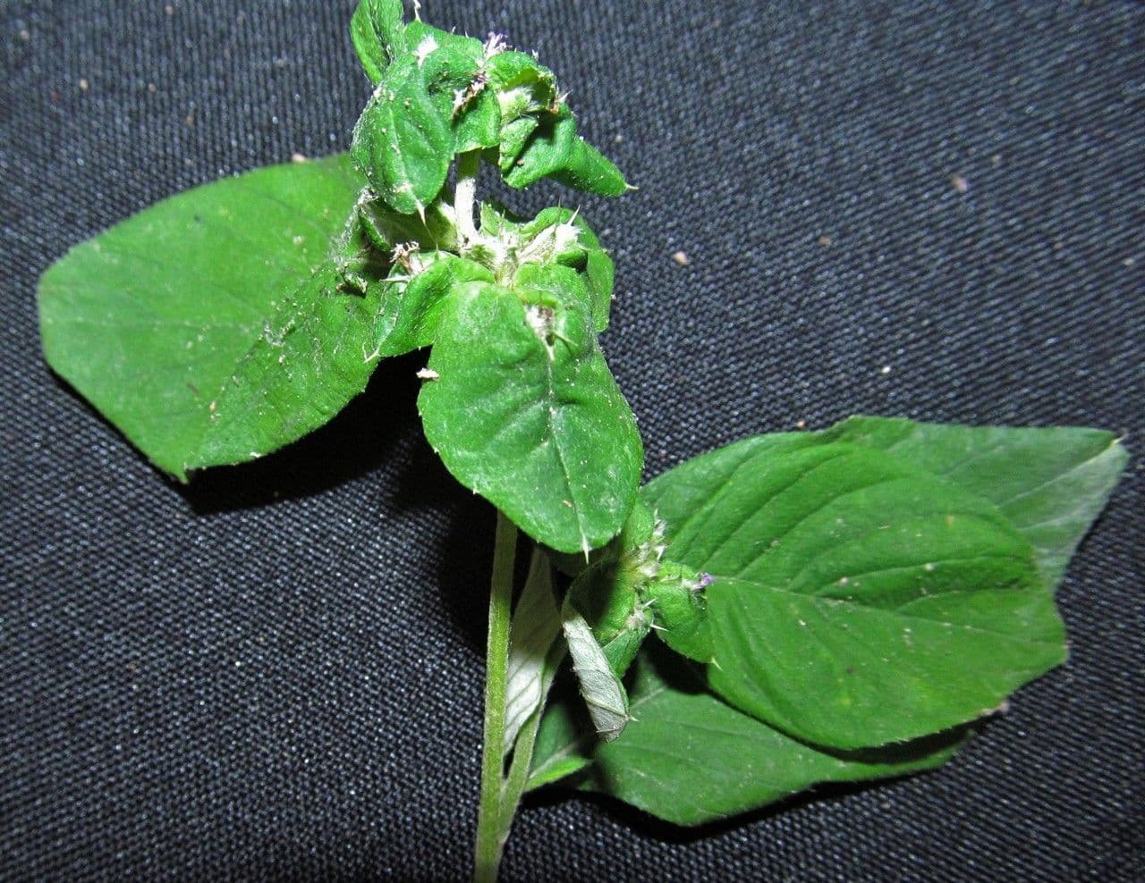 Spiracantha 20