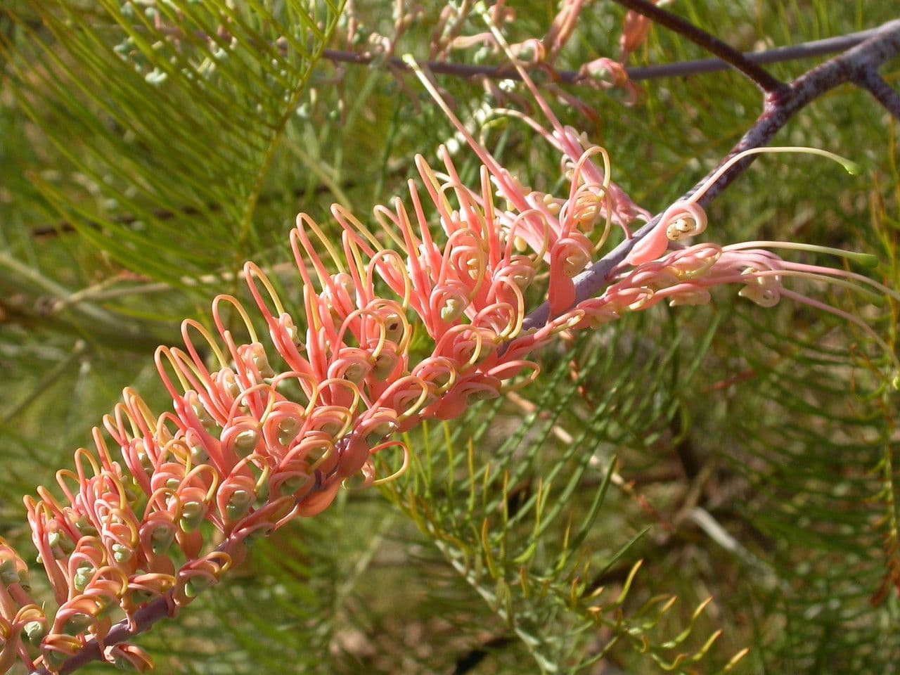 Grevillea