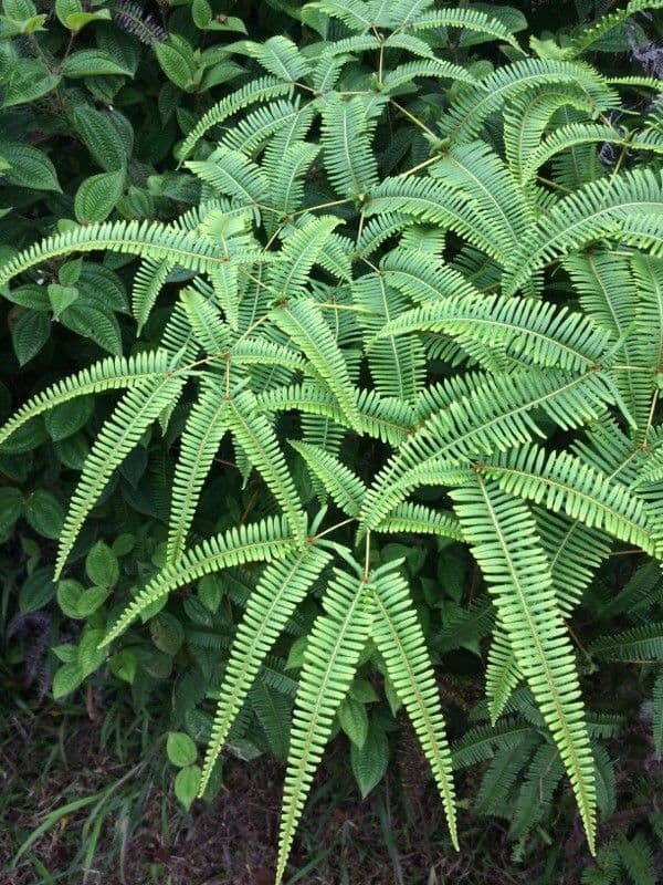 Dicranopteris linearis 11
