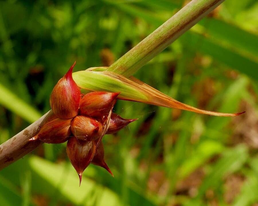 Watsonia meriana