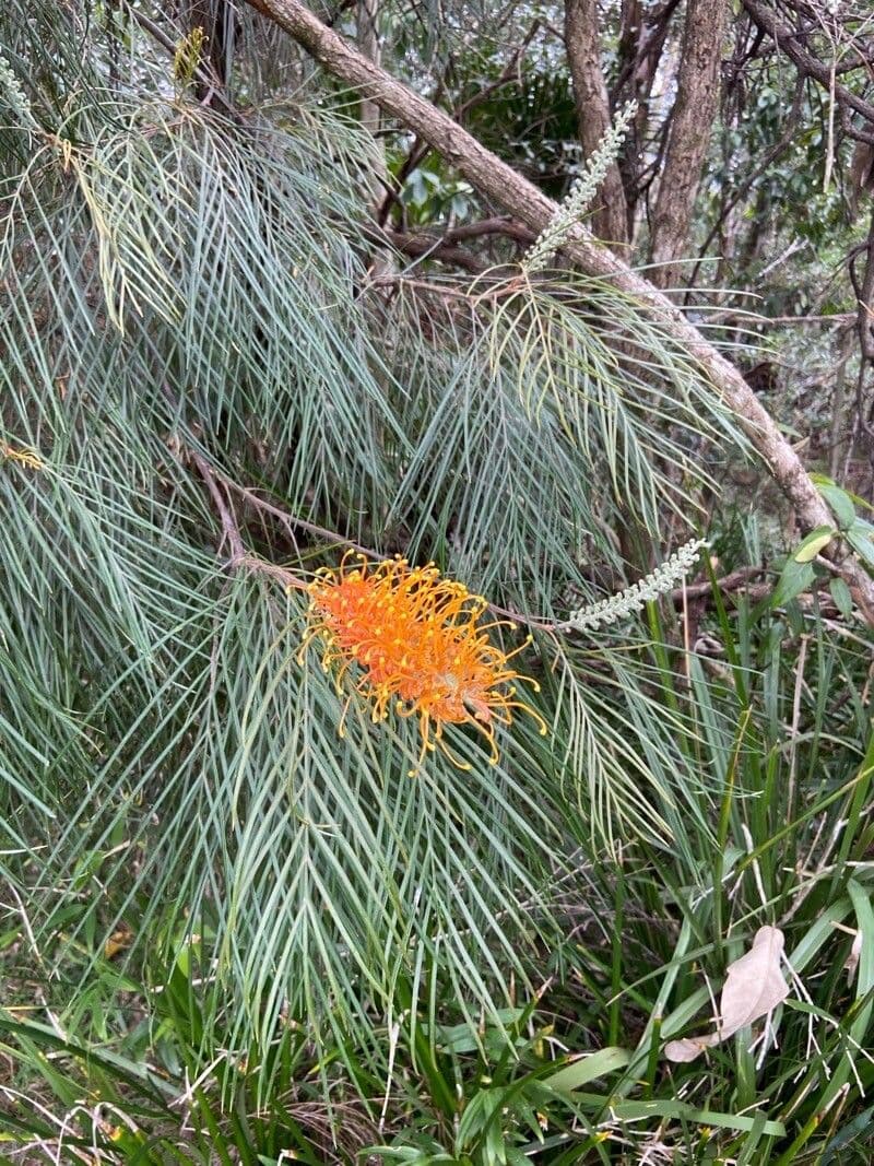 Gold-Grevillea