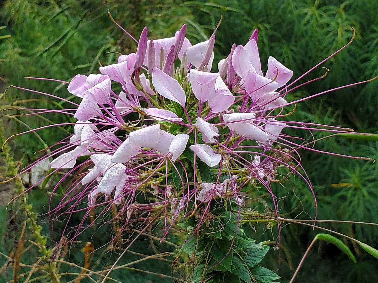 Pavučinkový kvet 9