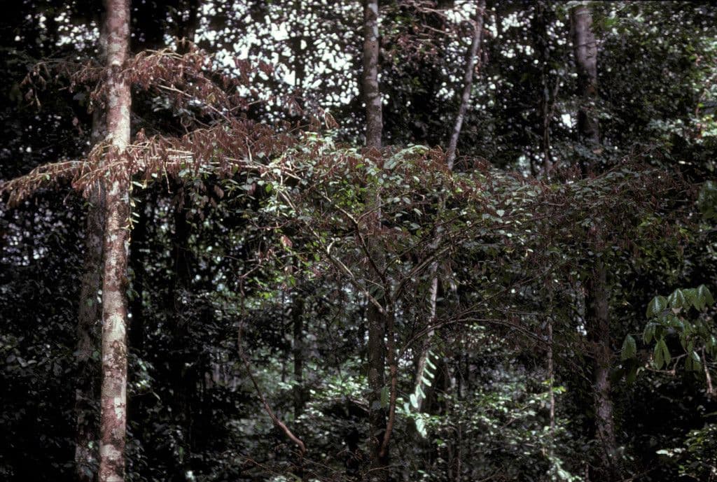 Eperua 8