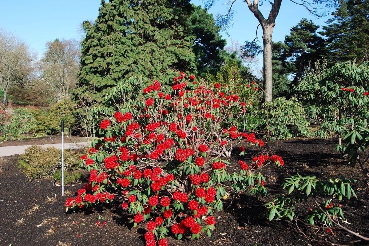 Rododendro 7