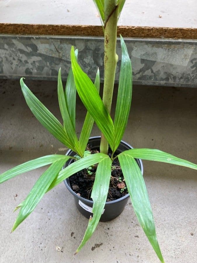 Dypsis 2