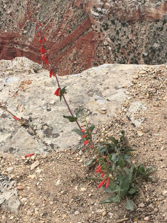 Penstemon 6