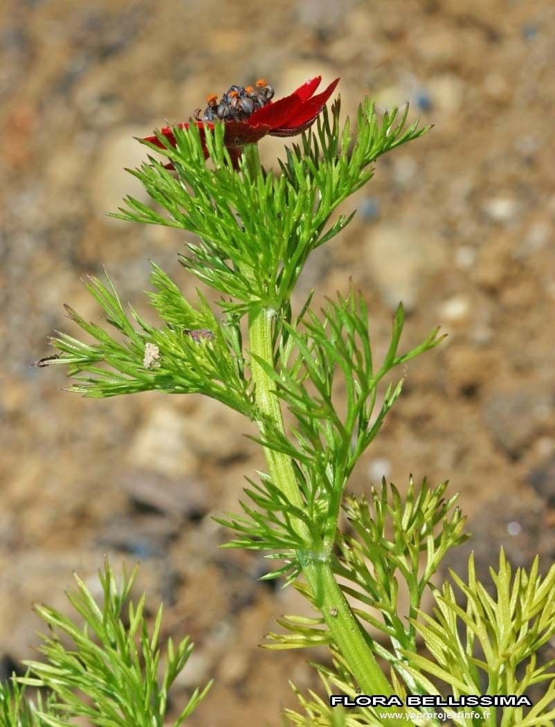 Adonis annuale 27