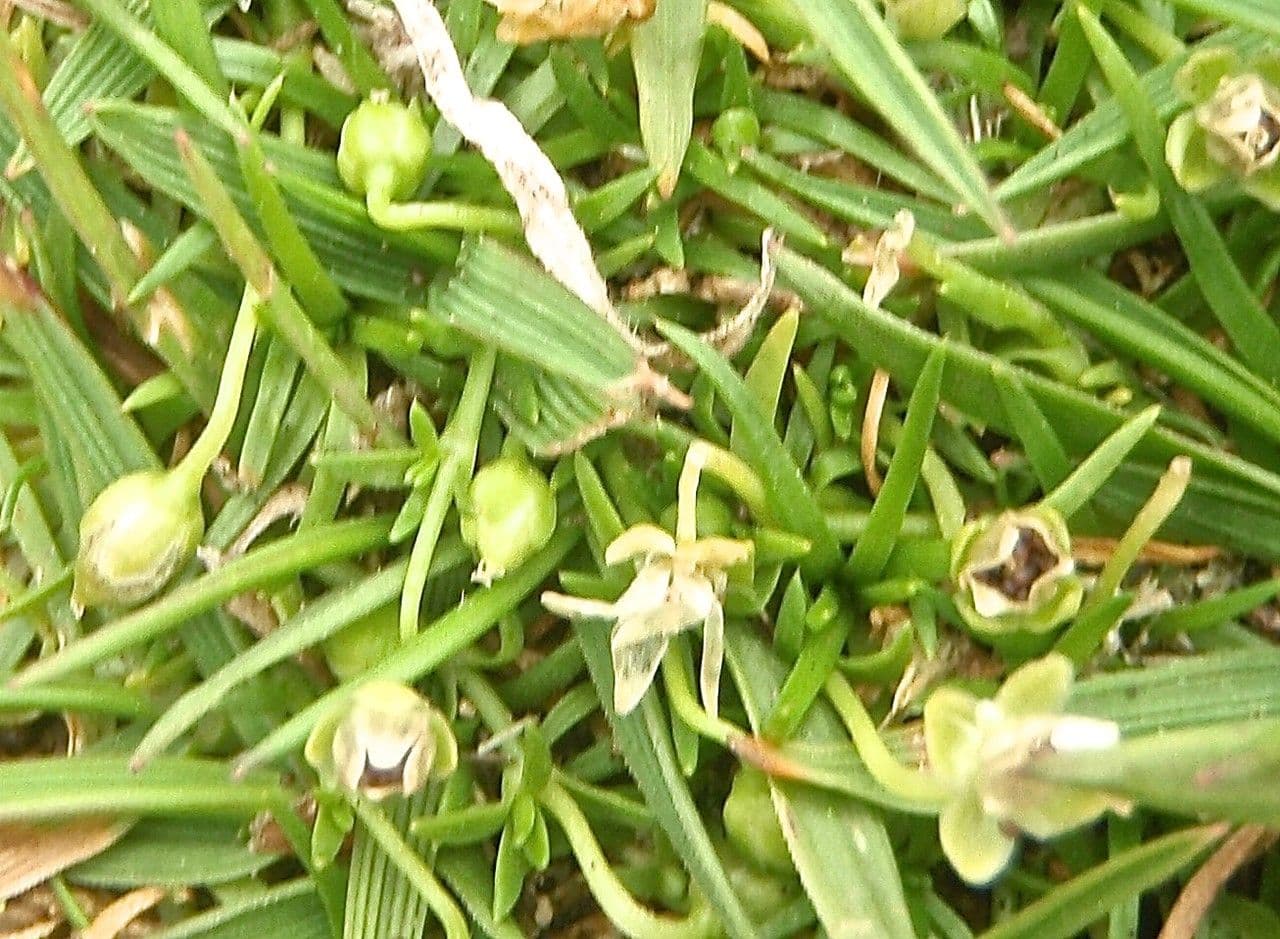 Sagina sdraiata 23