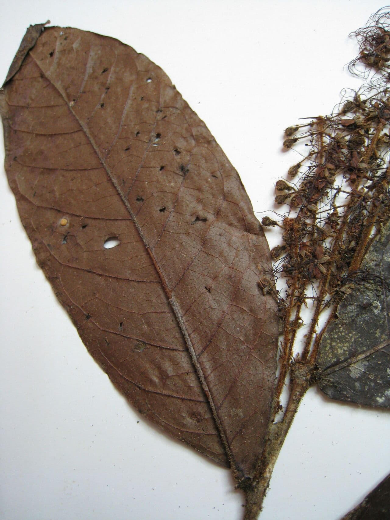 Hirtella 6