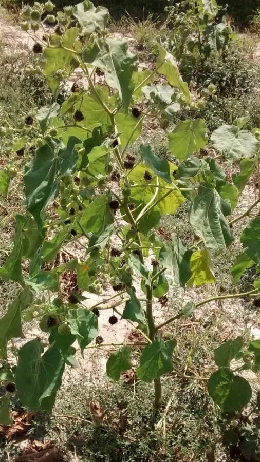 Abutilon di Teofrasto 13