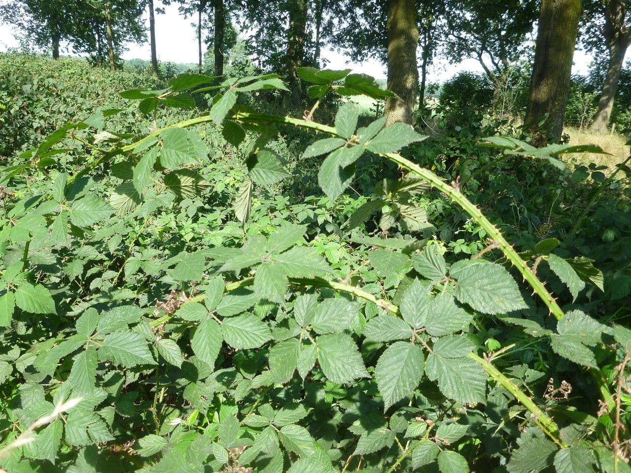 Rovo 6