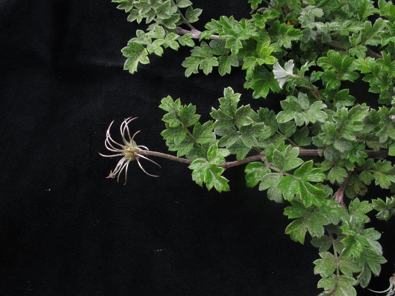 Clematis 2