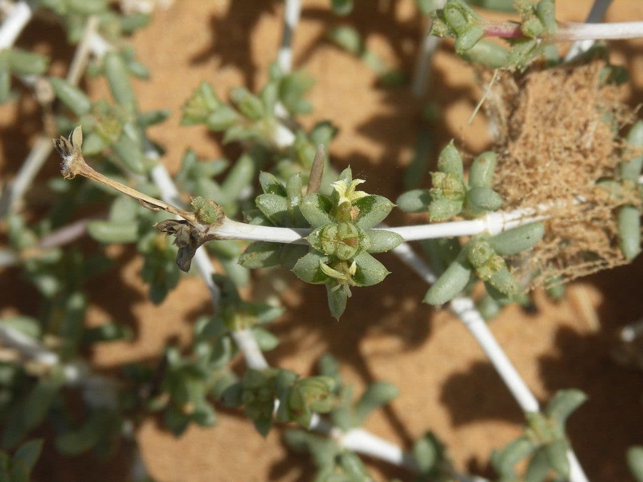 Nucularia 11