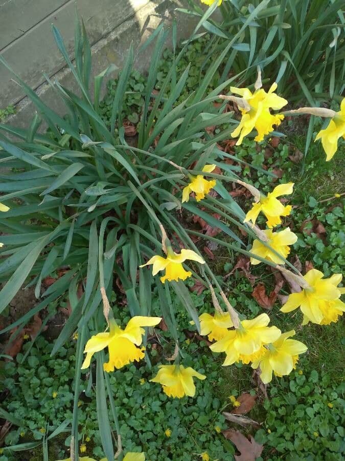 Narciso trombetta 15