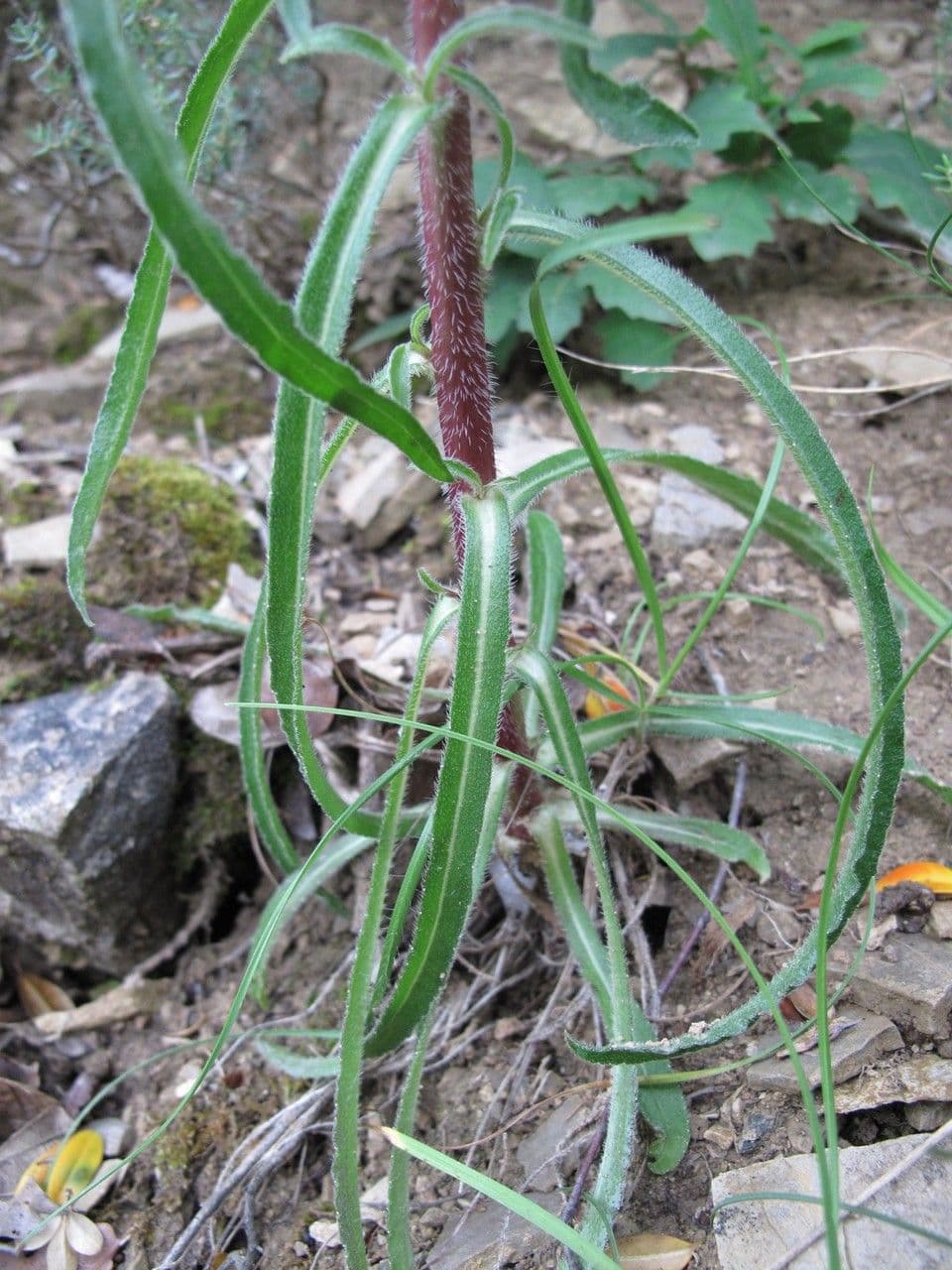Campanula speciosa 19