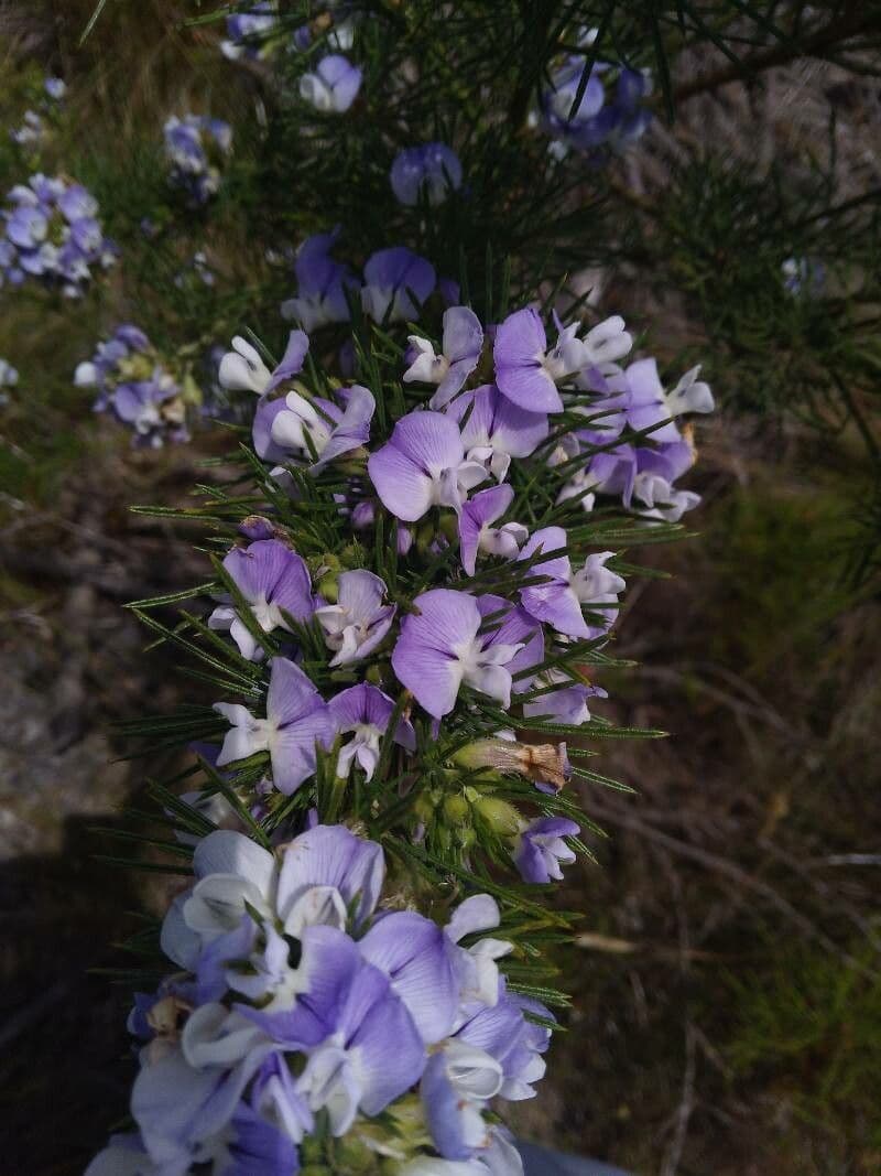 Psoralea 4