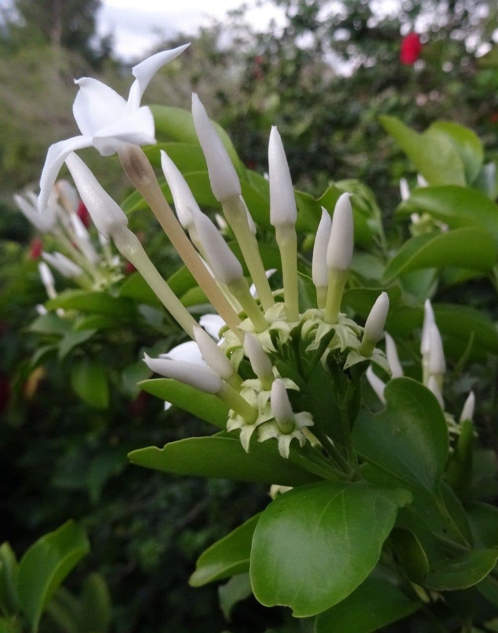 Jasmin 3