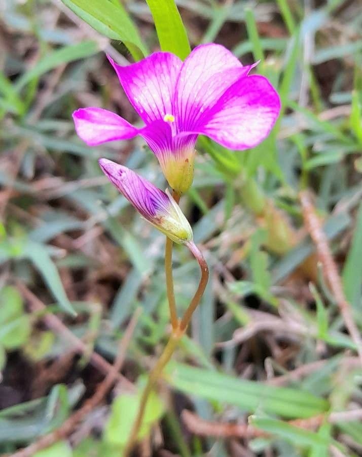 Acetosa 11
