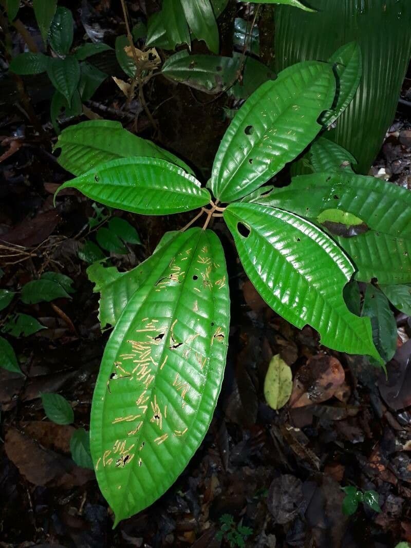 Miconia argyrophylla 2