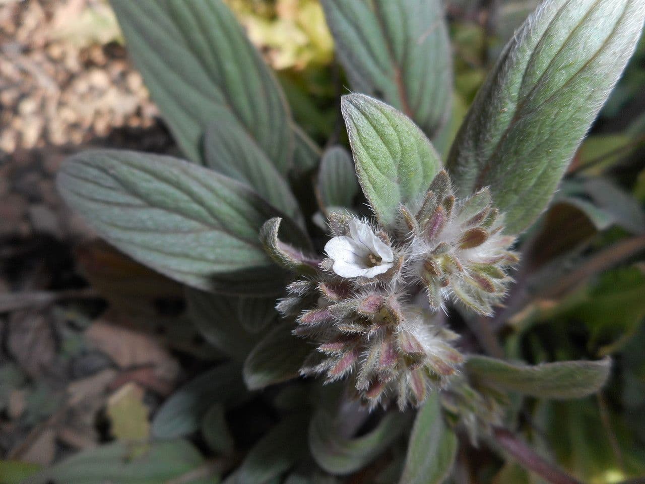 Phacelia 3