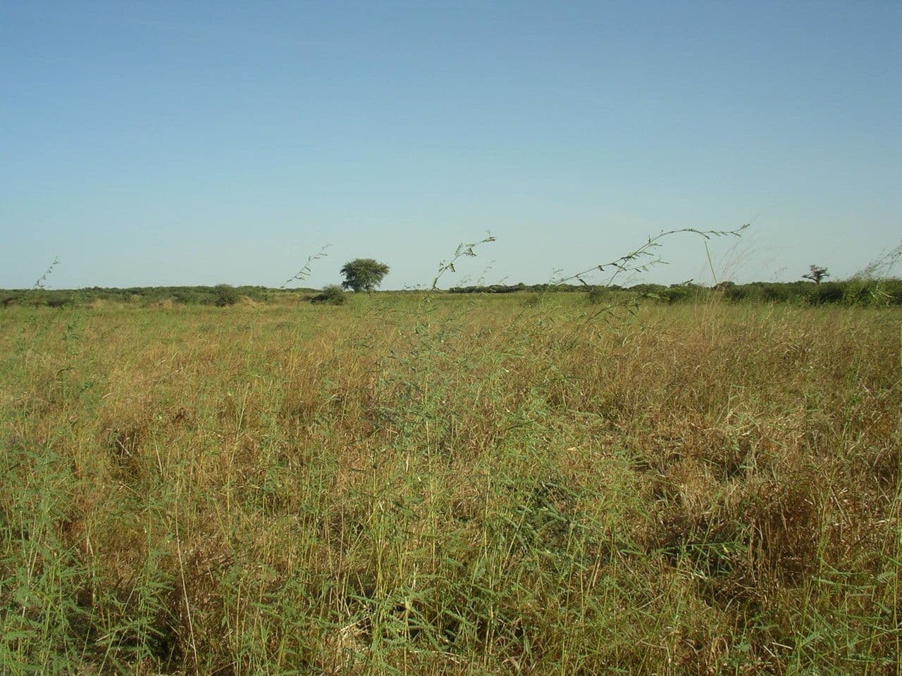 Sesbania 5