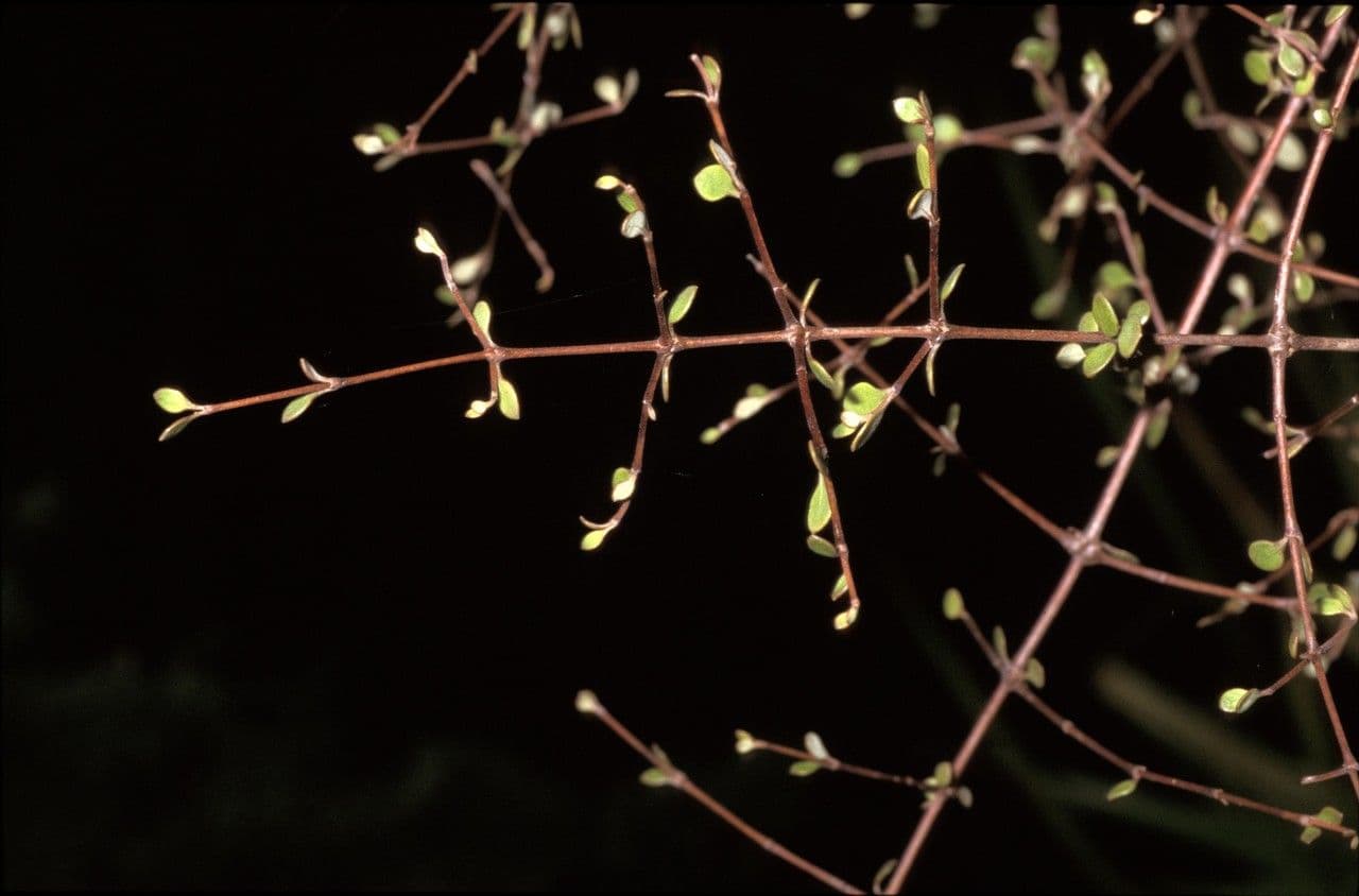 Coprosma 2