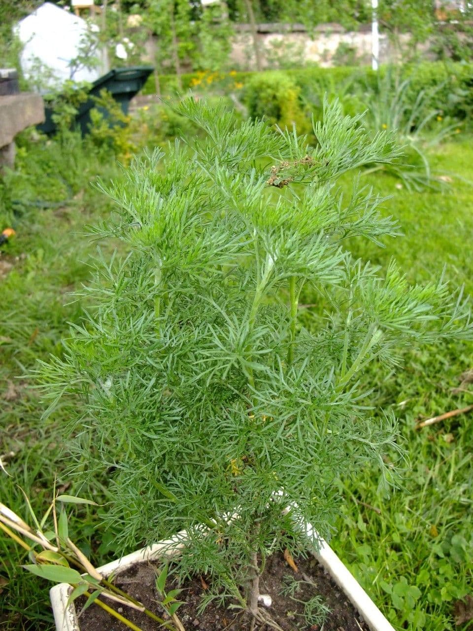 Bylica 9