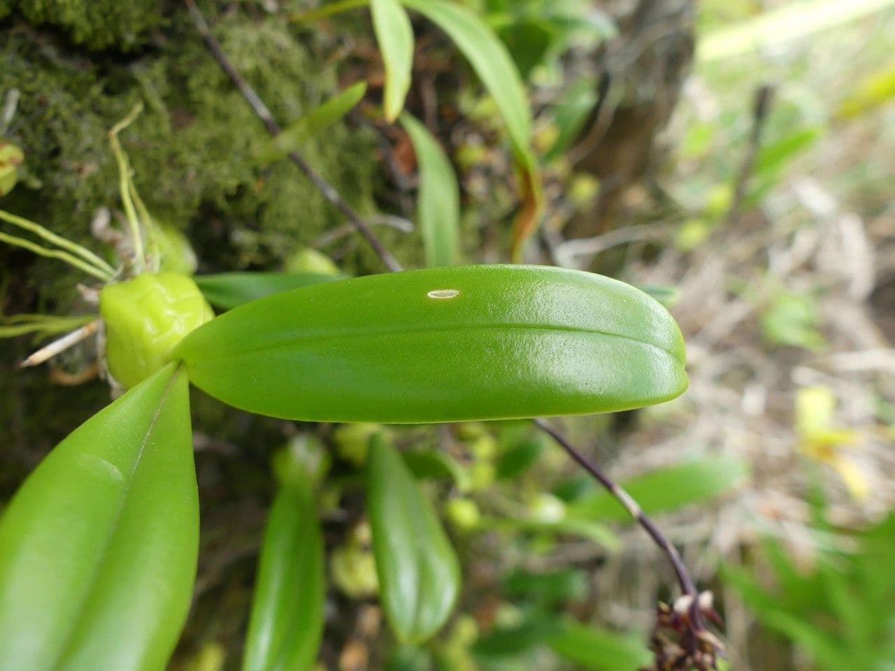 Bulbophyllum 11