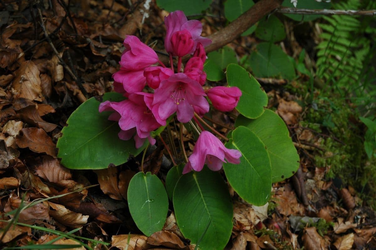 Rododendro 10