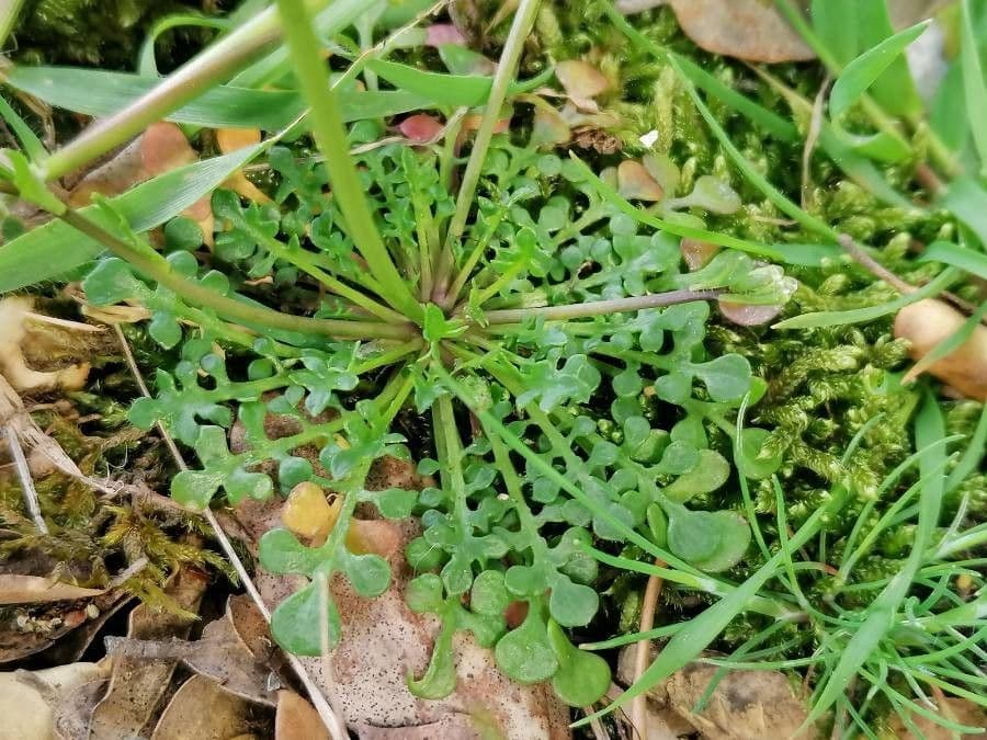Teesdalia coronopifolia 17