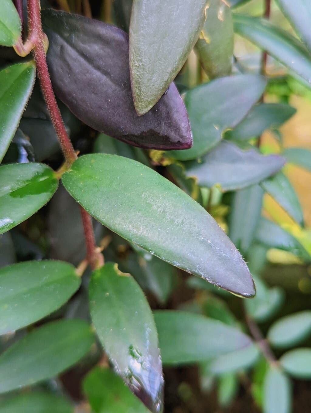 Aeschynanthus 6
