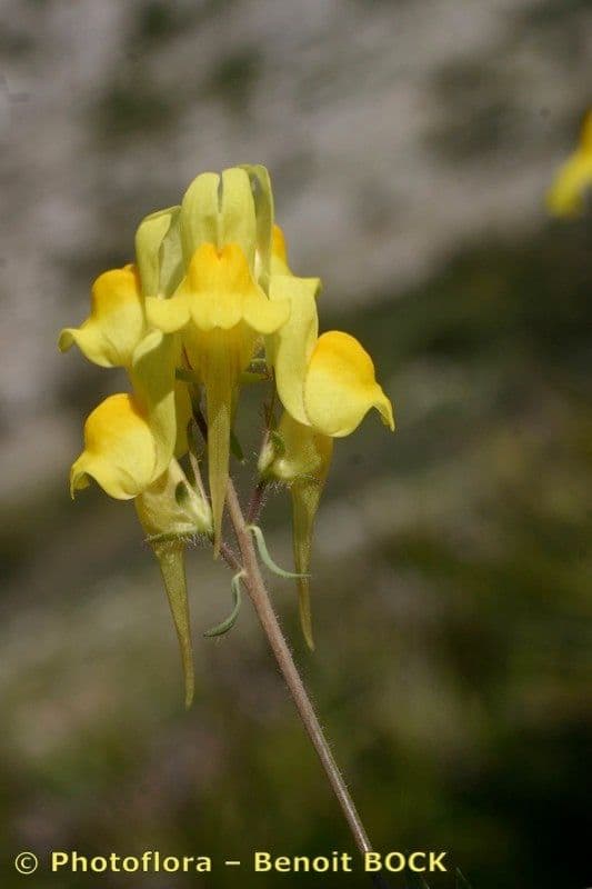 Linaria oblongifolia 11