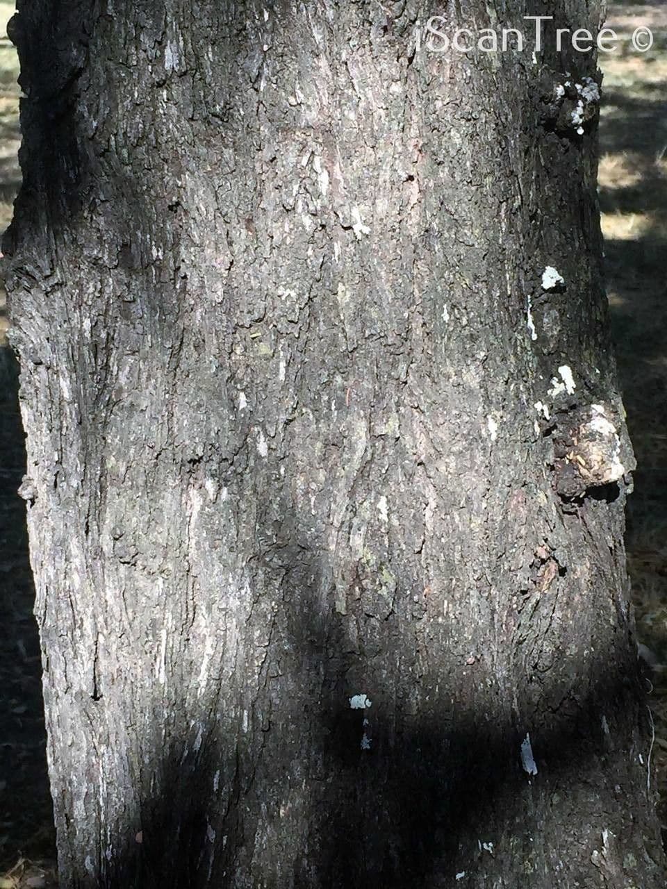 Vachellia gerrardii 12