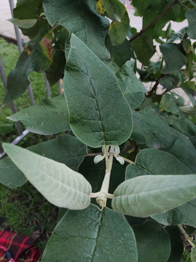Buddleja cordata 3