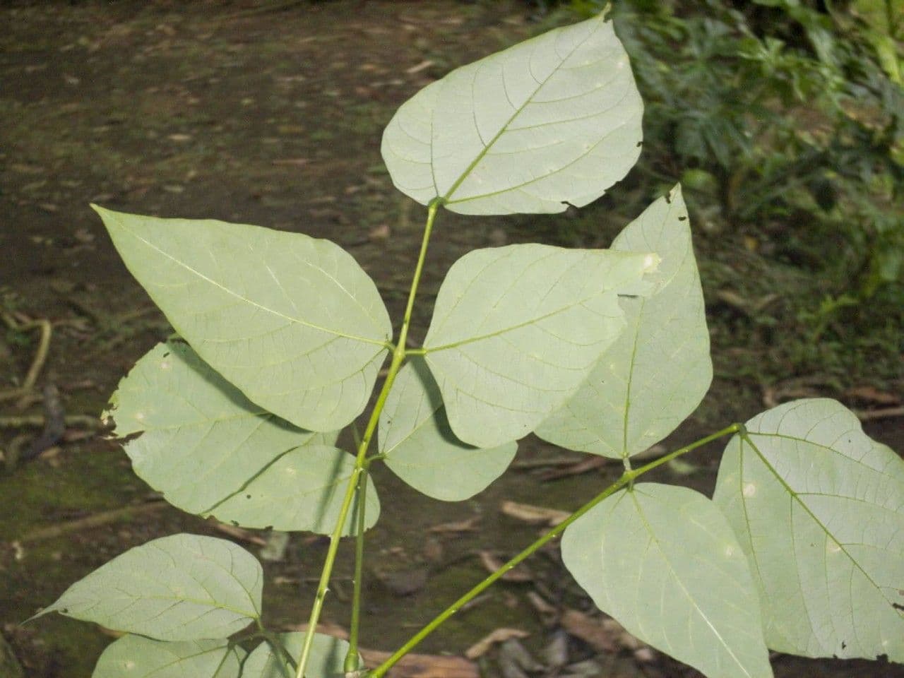 Erythrina garbatá 18
