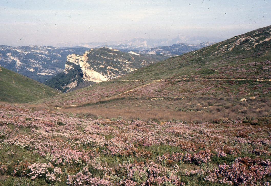 Erica multiflora 12
