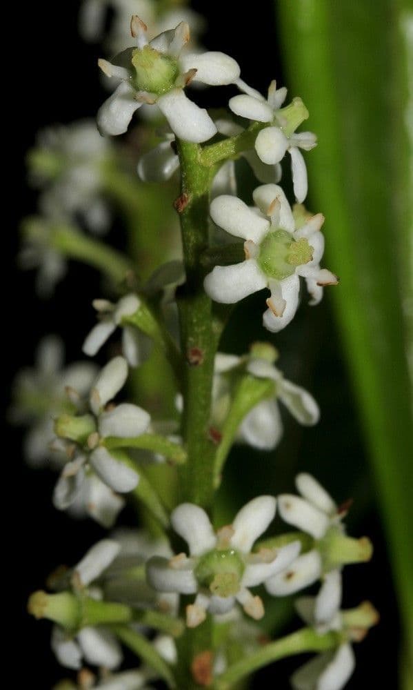 Quintinia